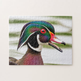 Wood Duck