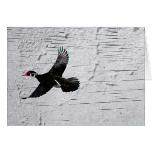 Wood Duck