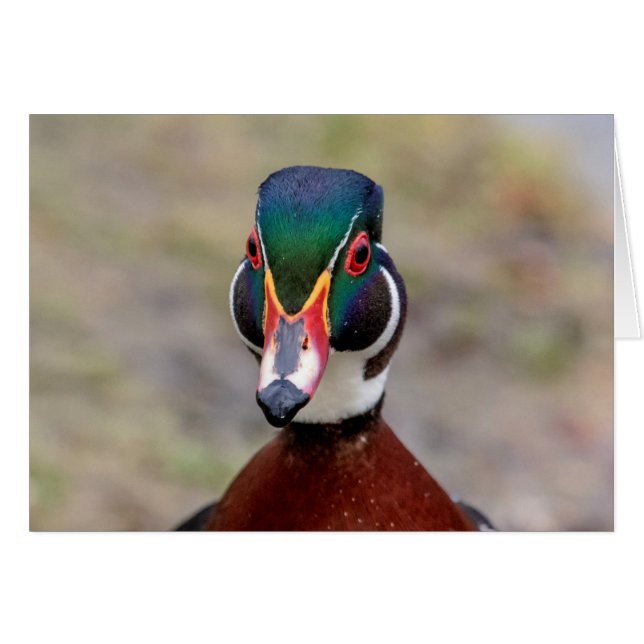 Wood Duck (Vorderseite (Horizontal))