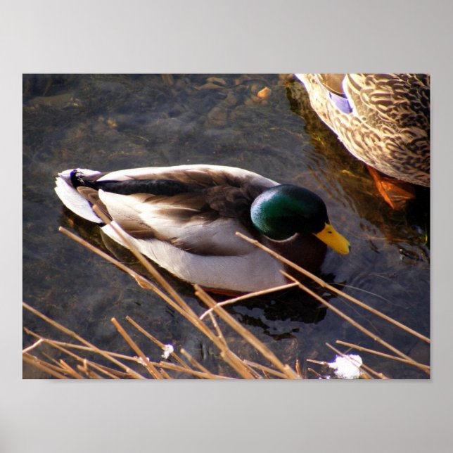 Wood Duck Canvas Print Poster (Vorne)