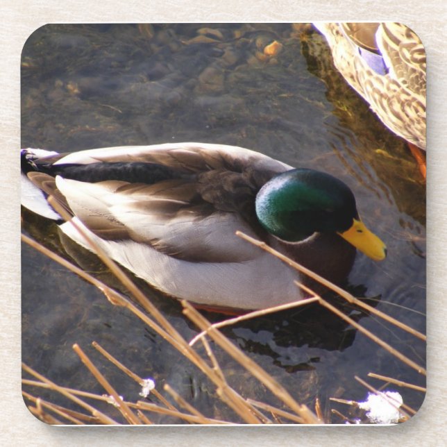 Wood Duck Cork Untersetzer (Vorderseite)