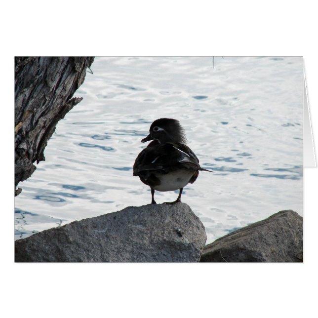 Wood Duck Hen (Vorderseite (Horizontal))