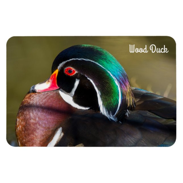 Wood Duck Magnet (Horizontal)
