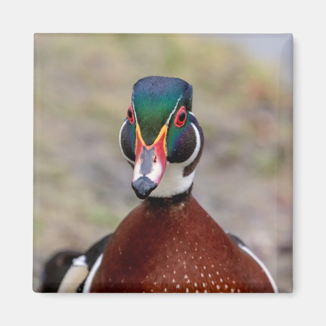 Wood Duck Magnet (Vorne)