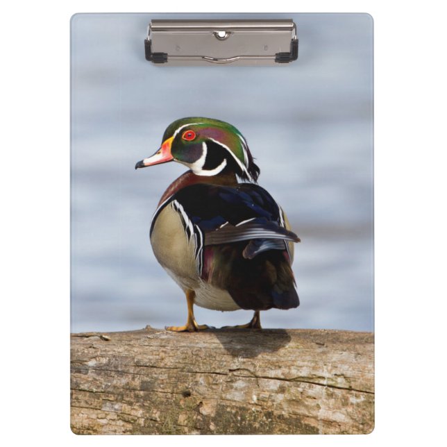 Wood Duck Male on log in wetland Klemmbrett (Vorderseite)