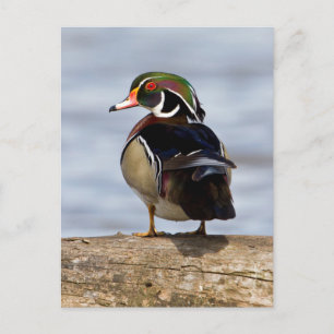 Wood Duck Male on log in wetland Postkarte