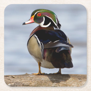 Wood Duck Male on log in wetland Rechteckiger Pappuntersetzer