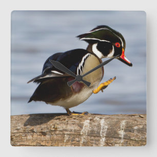 Wood Duck on log in wetland Quadratische Wanduhr
