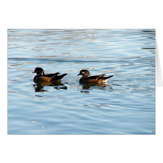Wood Duck Pair (Vorderseite (Horizontal))