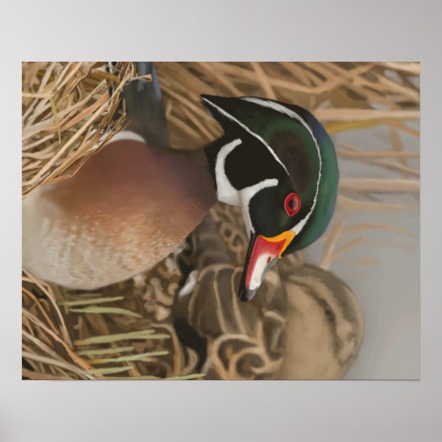 Wood Duck Poster (Vorne)