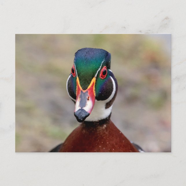 Wood Duck Postkarte (Vorderseite)