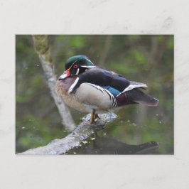 Wood Duck Postkarte