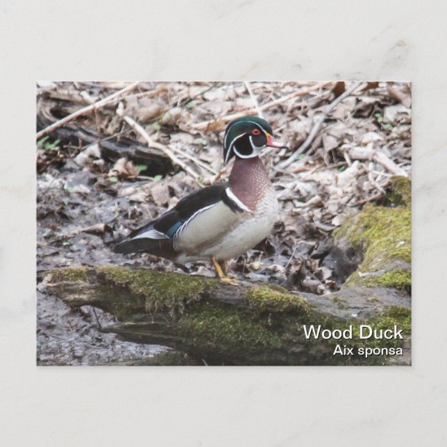 Wood Duck Postkarte (Vorderseite)