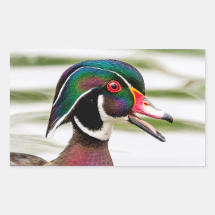Wood Duck Rechteckiger Aufkleber