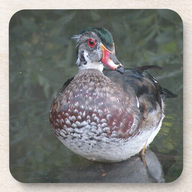 Wood Duck Untersetzer (Vorderseite)