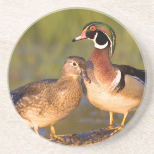 Wood Ducks and Female on log in wetland Sandstein Untersetzer