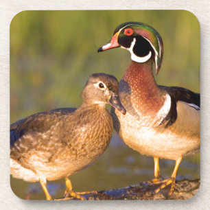 Wood Ducks and Female on log in wetland Untersetzer