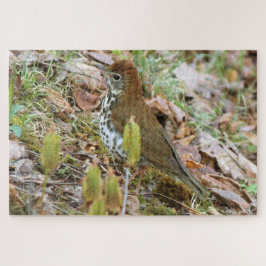 Wood Thrush