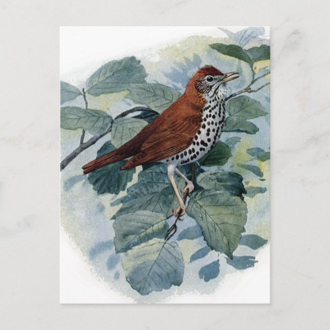 Wood Thrush in einer Twig Postkarte (Vorderseite)