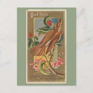 Wood Thrush Postkarte