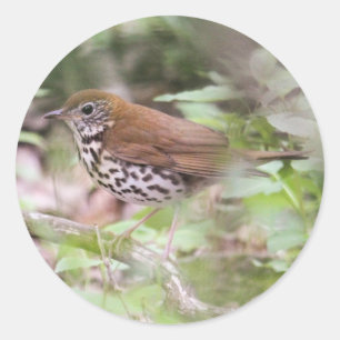 Wood Thrush Runder Aufkleber