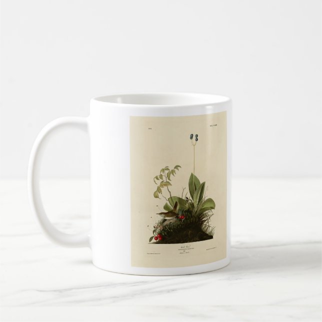 Wood Wren (House Wren), Audubons Vögel von Amerika Kaffeetasse (Links)