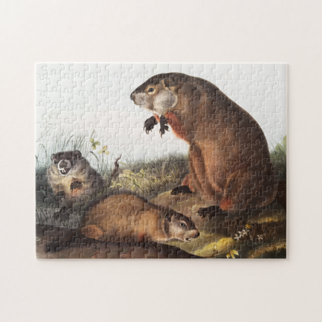 Woodchuck (Arctomys monax) Illustration (Horizontal)