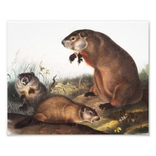 Woodchuck (Arctomys monax) Illustration Fotodruck