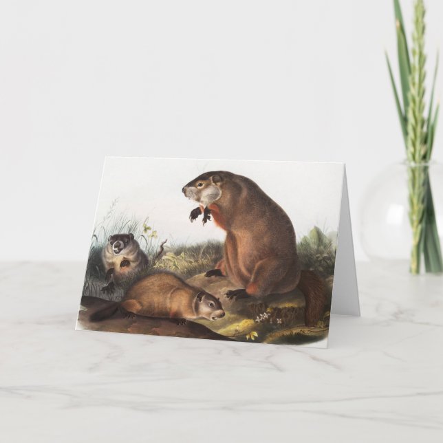 Woodchuck (Arctomys monax) Illustration Karte (Vorderseite)