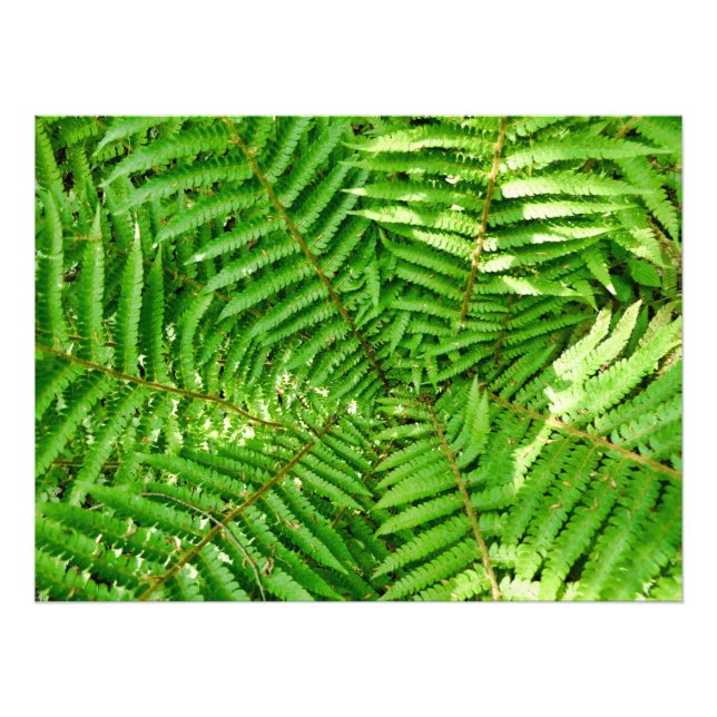Woodland Ferns Fotodruck (Vorne)