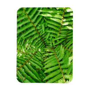 Woodland Ferns Magnet