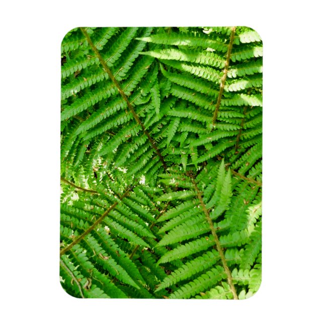 Woodland Ferns Magnet (Vertikal)