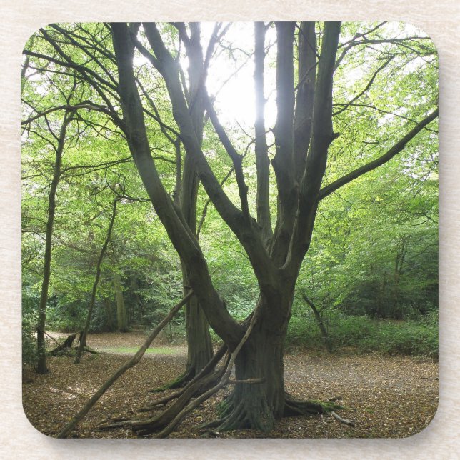 Woodland Sunshine Cork Untersetzer (Vorderseite)