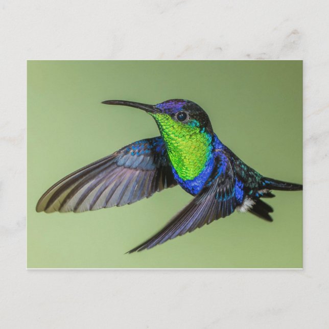 Woodnymph Hummingbird Postcard Postkarte (Vorderseite)