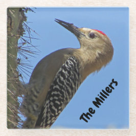 Woodpecker Foto Familienname Südwestwüste Bird Glasuntersetzer