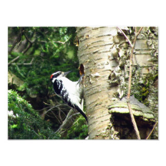 Woodpecker Foto Print