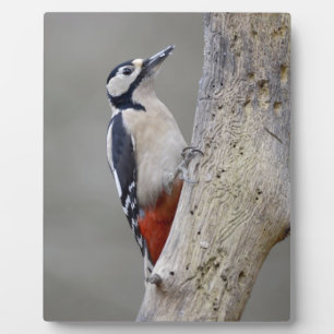 Woodpecker Fotoplatte