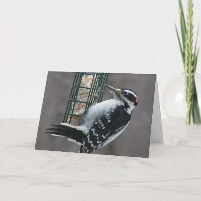 Woodpecker Geburtstagskarte Karte (Vorderseite)