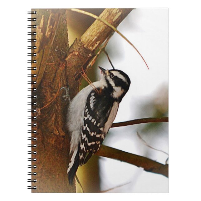 Woodpecker-Notebook Notizblock (Vorderseite)