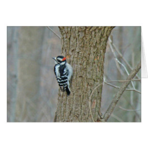 Woodpecker-Objekte herunterladen