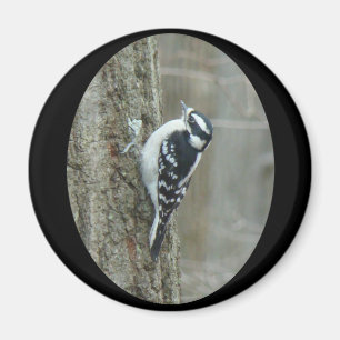 Woodpecker-Objekte herunterladen Magnet