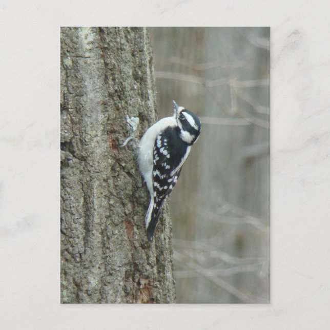 Woodpecker-Objekte herunterladen Postkarte (Vorderseite)