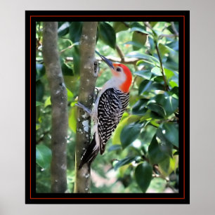 Woodpecker Poster