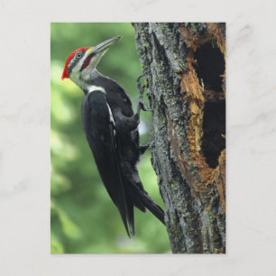 Woodpecker Postkarte