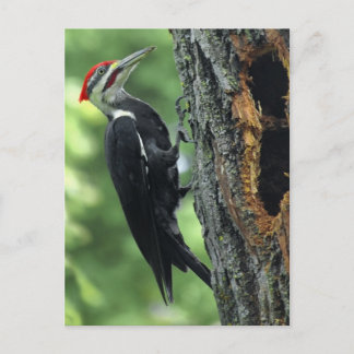 Woodpecker Postkarte