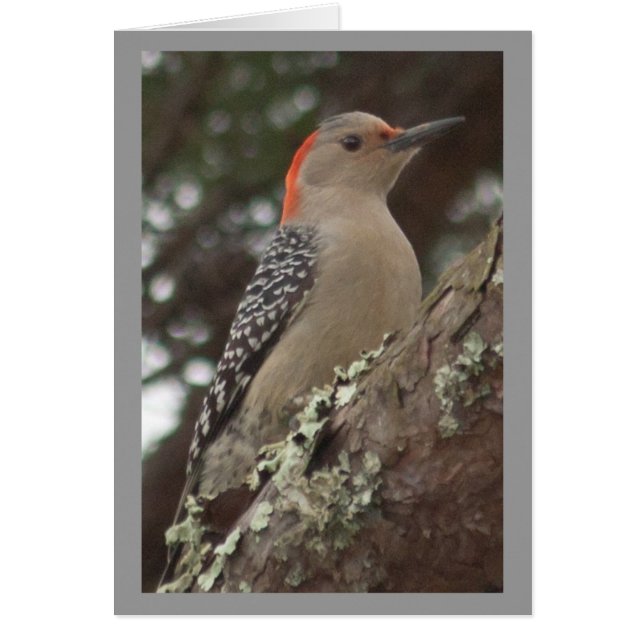 Woodpeckerkarte (Vorne)