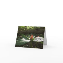 Woods Walking Trillium Danke Karten