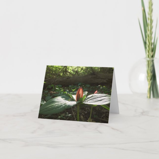 Woods Walking Trillium Merci Cartes (Devant)
