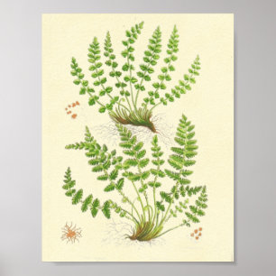 Woodsia-Farn Poster