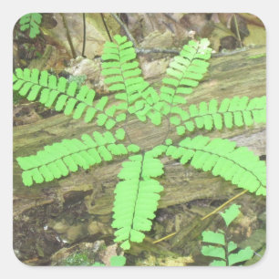 Woodsy Fern Sticker